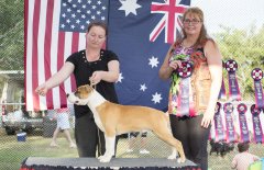 Amstaff OpenShow_6.jpg